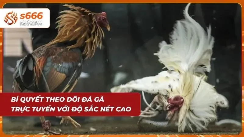 Đá Gà Campuchia | Trực Tiếp Những Trận Chiến Đỉnh Cao 2026 8 Chất lượng video chuẩn HD nâng tầm trải nghiệm giải trí và bet kèo